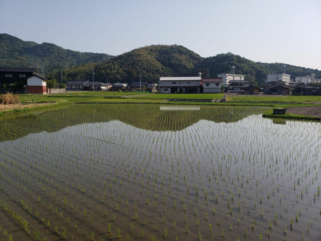 田植えの季節だからきっと６月