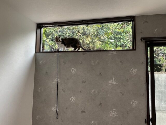 窓に猫